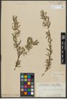 Foto von Salix purpurea L. x Salix viminalis L.